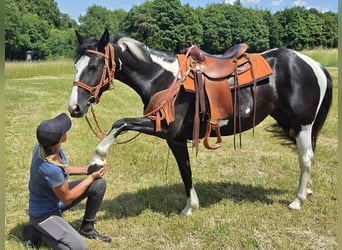 Paint Horse Mix, Stute, 3 Jahre, 146 cm, Schecke