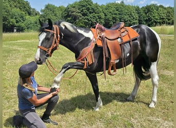Paint Horse Mix, Stute, 3 Jahre, 146 cm, Schecke
