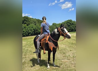 Paint Horse Mix, Stute, 3 Jahre, 146 cm, Schecke