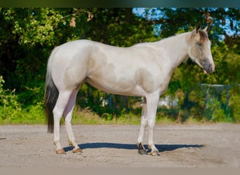 Paint Horse, Stute, 3 Jahre, 147 cm, Buckskin