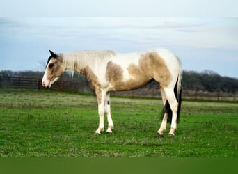 Paint Horse, Stute, 3 Jahre, 147 cm, Buckskin