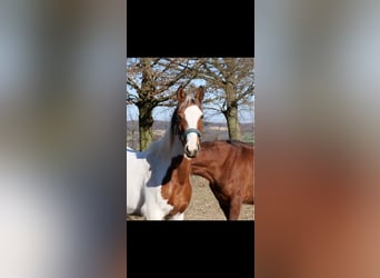 Paint Horse Mix, Stute, 3 Jahre, 147 cm, Schecke