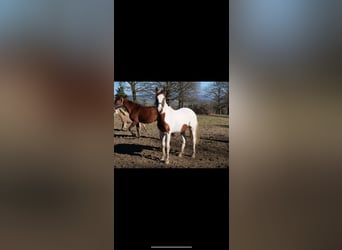 Paint Horse Mix, Stute, 3 Jahre, 147 cm, Schecke