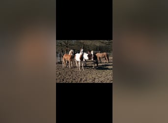 Paint Horse Mix, Stute, 3 Jahre, 147 cm, Schecke
