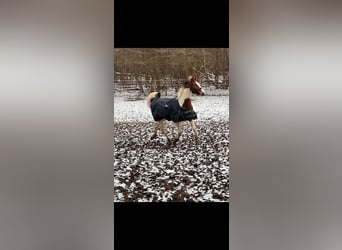 Paint Horse Mix, Stute, 3 Jahre, 147 cm, Schecke