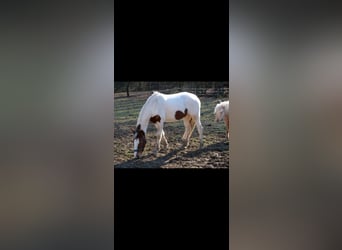 Paint Horse Mix, Stute, 3 Jahre, 147 cm, Schecke