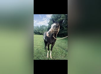 Paint Horse, Stute, 3 Jahre, 148 cm, Rabicano