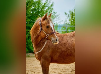 Paint Horse, Stute, 3 Jahre, 150 cm, Fuchs