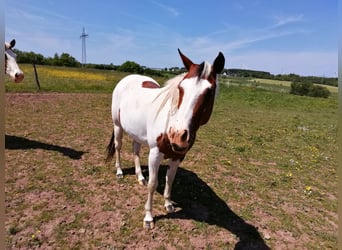 Paint Horse, Stute, 3 Jahre, 150 cm, Overo-alle-Farben
