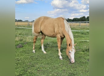 Paint Horse, Stute, 3 Jahre, 150 cm, Palomino