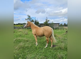 Paint Horse, Stute, 3 Jahre, 150 cm, Palomino