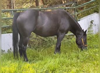 Paint Horse, Stute, 3 Jahre, 150 cm, Rappe