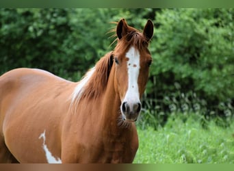 Paint Horse, Stute, 3 Jahre, 150 cm, Schecke