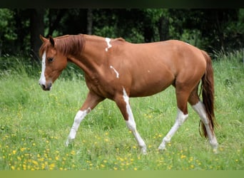 Paint Horse, Stute, 3 Jahre, 150 cm, Schecke