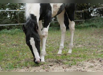 Paint Horse, Stute, 3 Jahre, 154 cm, Tobiano-alle-Farben