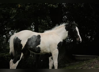 Paint Horse, Stute, 3 Jahre, 154 cm, Tobiano-alle-Farben