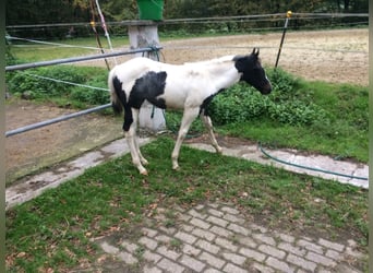 Paint Horse, Stute, 3 Jahre, 154 cm, Tobiano-alle-Farben