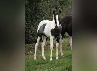 Paint Horse, Stute, 3 Jahre, 154 cm, Tobiano-alle-Farben
