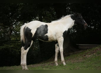 Paint Horse, Stute, 3 Jahre, 154 cm, Tobiano-alle-Farben