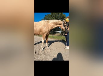 Paint Horse, Stute, 3 Jahre, 155 cm, Palomino