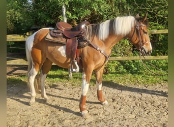 Paint Horse, Stute, 3 Jahre, 155 cm, Tobiano-alle-Farben
