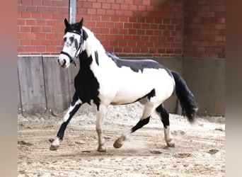 Paint Horse Mix, Stute, 3 Jahre, 157 cm