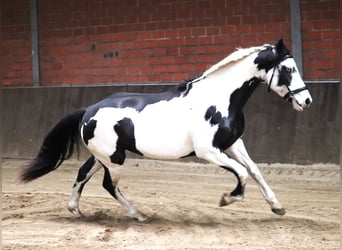 Paint Horse Mix, Stute, 3 Jahre, 157 cm