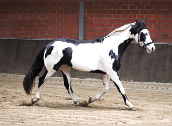 Paint Horse Mix, Stute, 3 Jahre, 157 cm