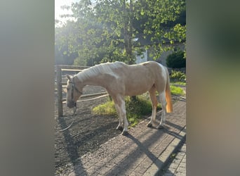 Paint Horse Mix, Stute, 3 Jahre, 161 cm, Palomino