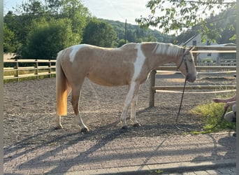 Paint Horse Mix, Stute, 3 Jahre, 161 cm, Palomino