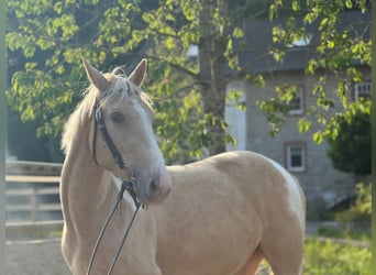 Paint Horse Mix, Stute, 3 Jahre, 161 cm, Palomino