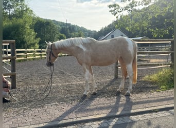 Paint Horse Mix, Stute, 3 Jahre, 161 cm, Palomino