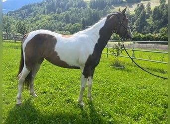 Paint Horse, Stute, 3 Jahre, Buckskin