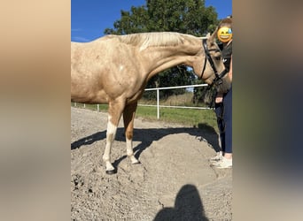 Paint Horse, Stute, 3 Jahre, Palomino