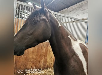 Paint Horse Mix, Stute, 3 Jahre, Tobiano-alle-Farben