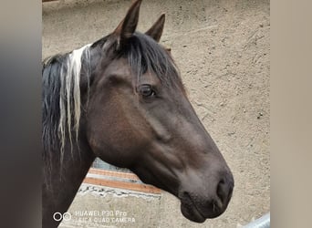 Paint Horse Mix, Stute, 3 Jahre, Tobiano-alle-Farben