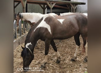 Paint Horse Mix, Stute, 3 Jahre, Tobiano-alle-Farben