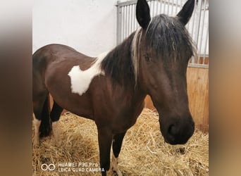 Paint Horse Mix, Stute, 3 Jahre, Tobiano-alle-Farben