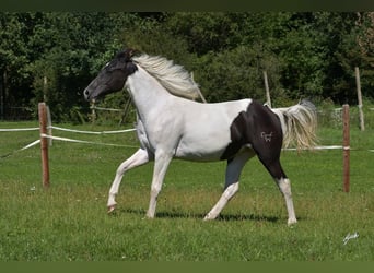 Paint Horse, Stute, 3 Jahre, Tobiano-alle-Farben