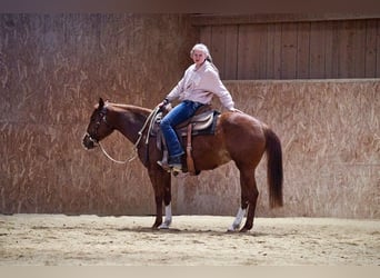 Paint Horse, Stute, 4 Jahre, 142 cm, Fuchs