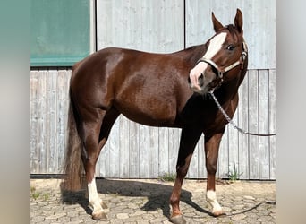Paint Horse, Stute, 4 Jahre, 142 cm, Fuchs