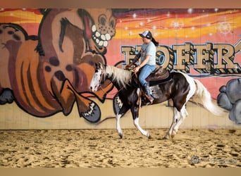 Paint Horse, Stute, 4 Jahre, 144 cm