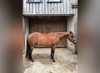 Paint Horse, Stute, 4 Jahre, 150 cm, Brauner