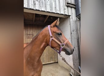 Paint Horse, Stute, 4 Jahre, 150 cm, Brauner