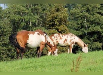 Paint Horse, Stute, 4 Jahre, 150 cm, Overo-alle-Farben