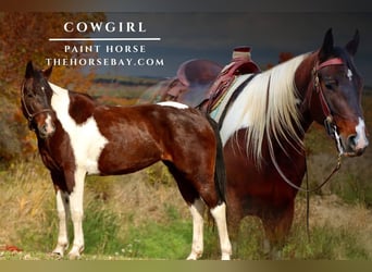 Paint Horse, Stute, 4 Jahre, 150 cm, Rotbrauner