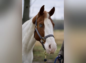 Paint Horse, Stute, 4 Jahre, 150 cm, Tobiano-alle-Farben