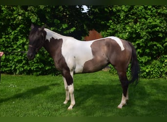 Paint Horse, Stute, 4 Jahre, 152 cm, Grullo