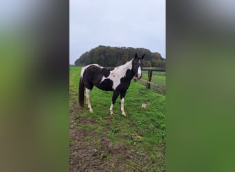 Paint Horse, Stute, 4 Jahre, 153 cm