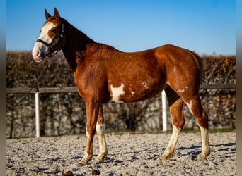 Paint Horse Mix, Stute, 4 Jahre, 154 cm, Fuchs